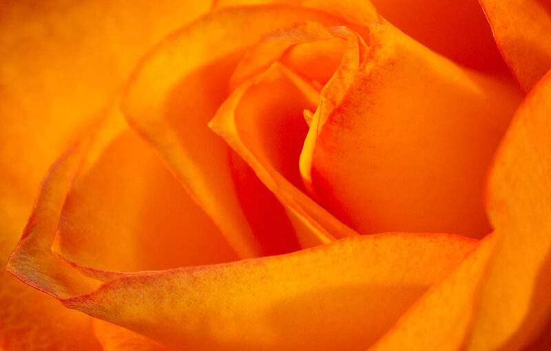 Feb 07 – Rose