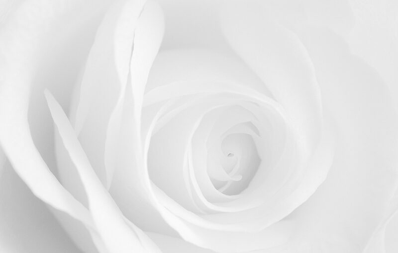 Feb 14 – White rose