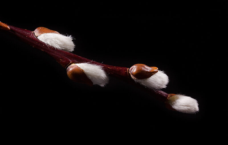Feb 19 – Catkin