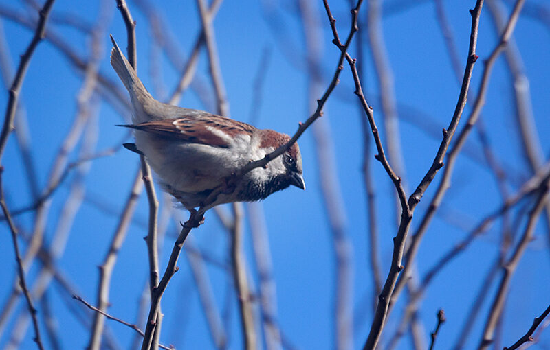 Mar 19 – Sparrow
