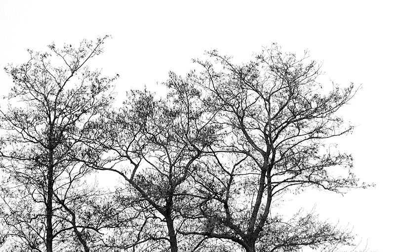 Apr 03 – Trees