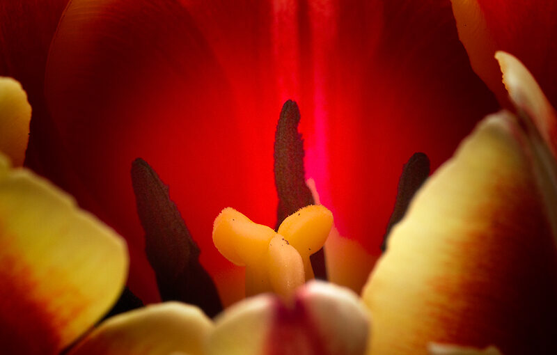Apr 04 – Tulip