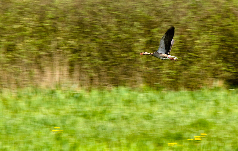 Apr 21 – Flying goose