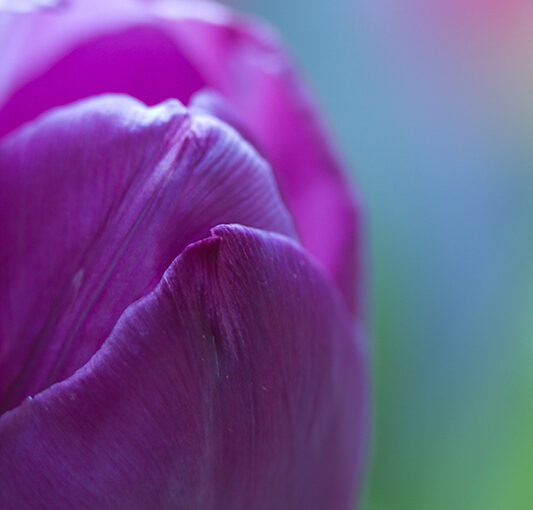 Apr 26 – Purple