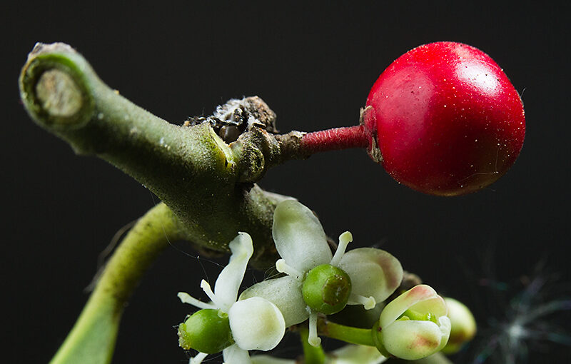 Apr 30 – Holly