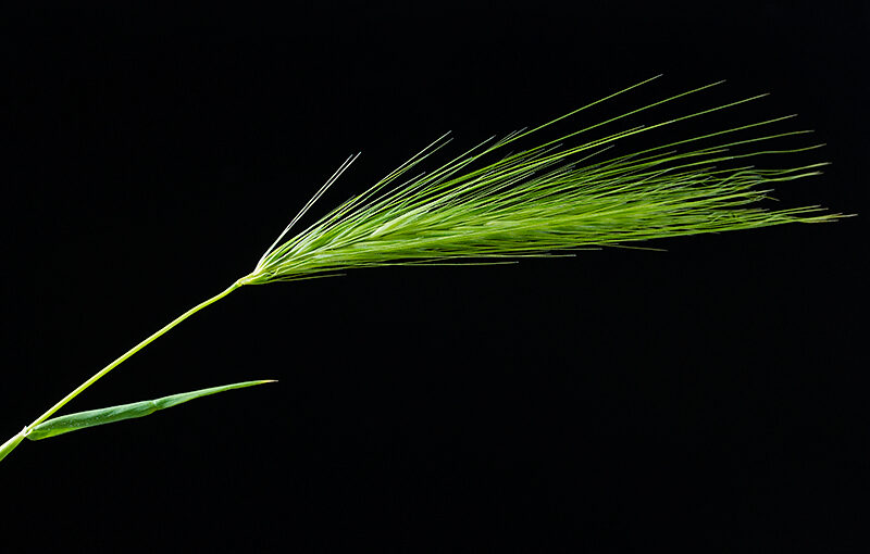 May 27 – Weed