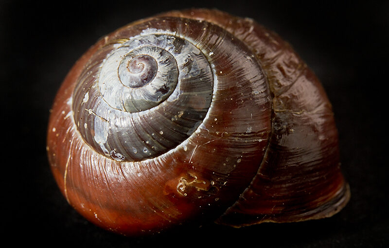 May 29 – Snail