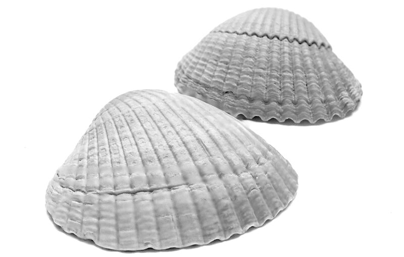 Jun 13 – 2 shells