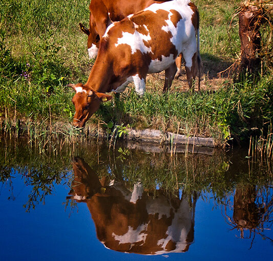 Some cows in the morning