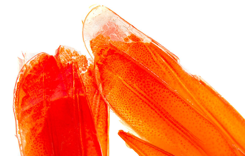 ...of some shrimps