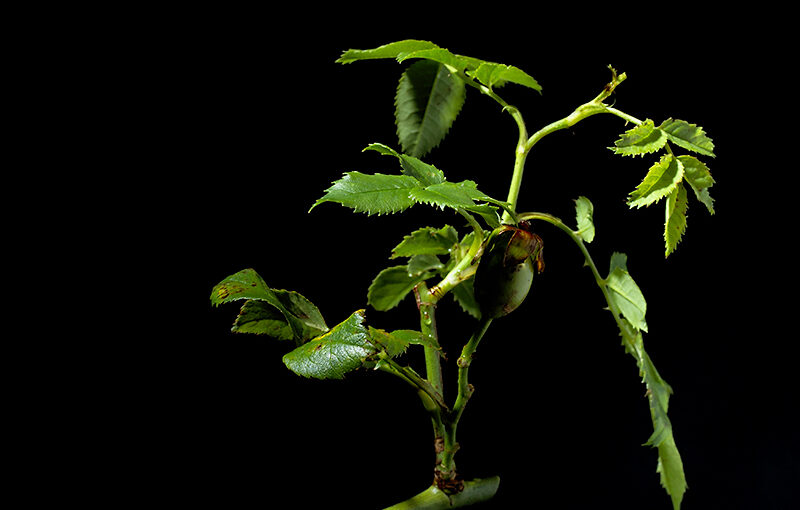 Jul 20 – Twig