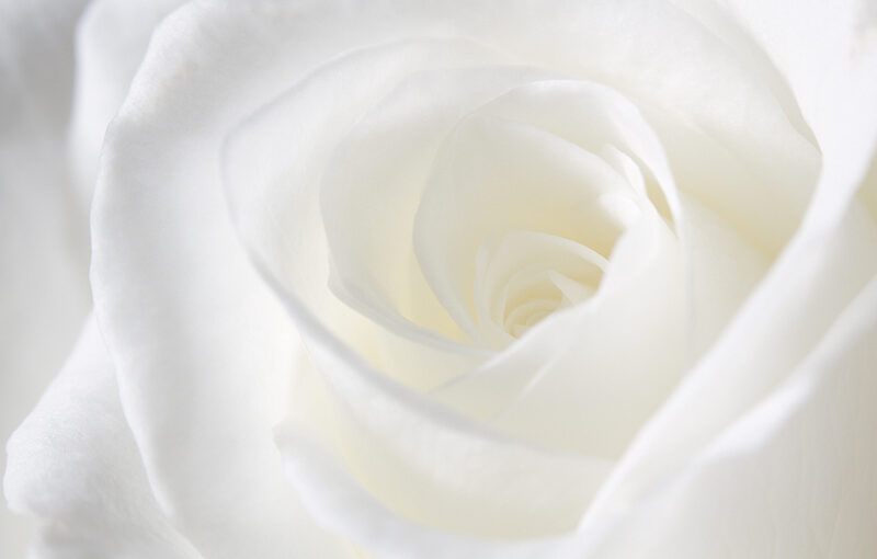 Aug 08 – White rose