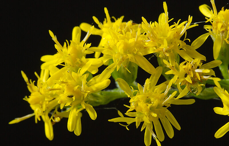 Aug 09 – Yellow weed