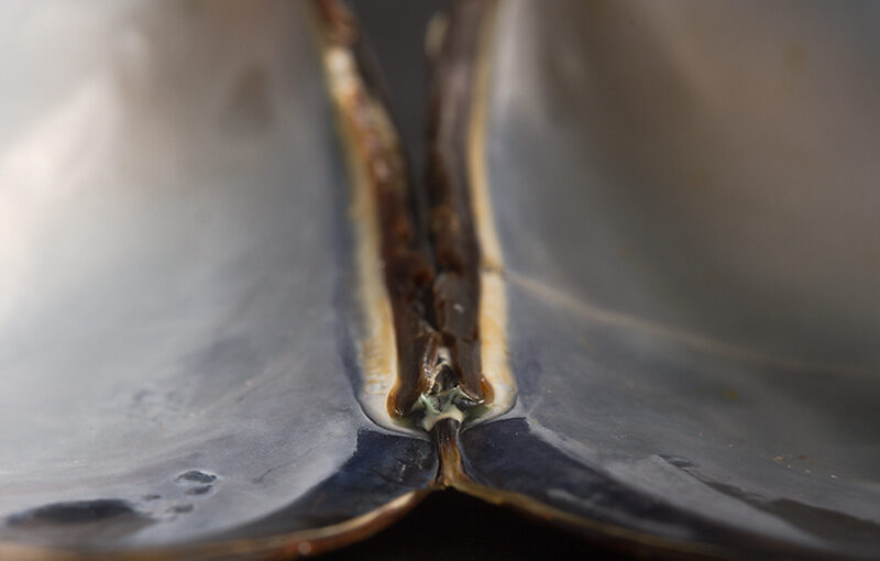 Just a detail of a nice meal with mussels and french fries.