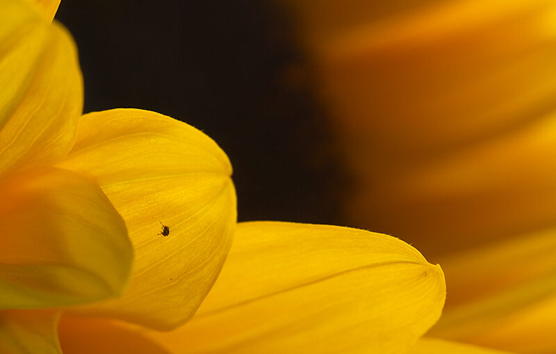 Aug 15 – Sunflower