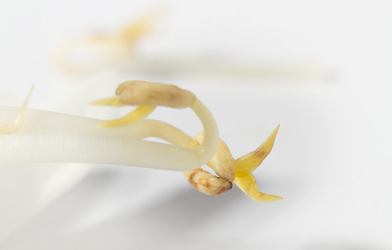 Aug 20 – Bean sprouts