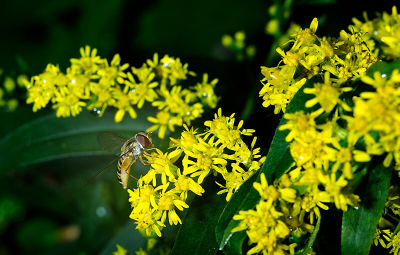 Aug 24 – Hoverfly