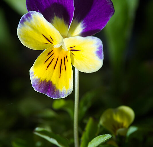 Sep 01 – Violet