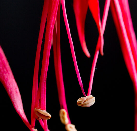 Sep 07 – Fuchsia