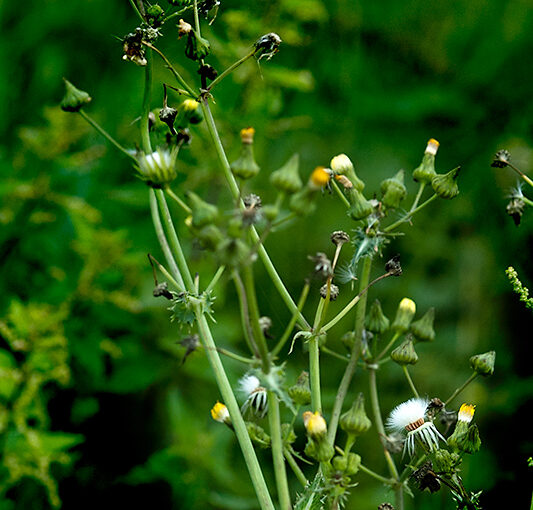 Even the weed seems to say that it is the end of flower time :(