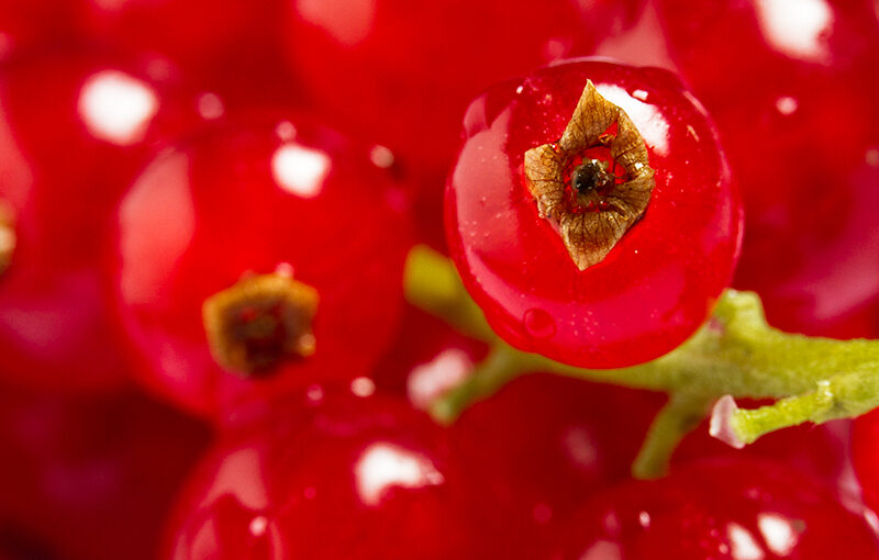 Sep 18 – Redcurrants
