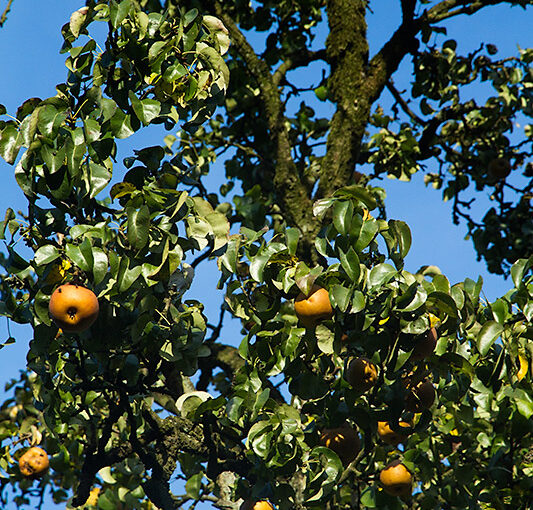 Sep 23 – Pear tree
