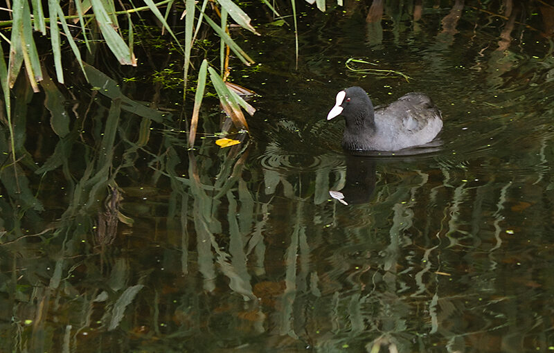 Oct 09 – Coot and reflection