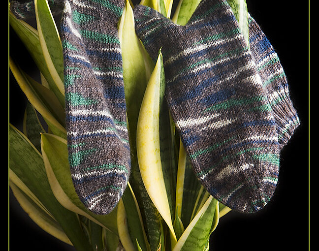 Oct 24 – Socks and tongues