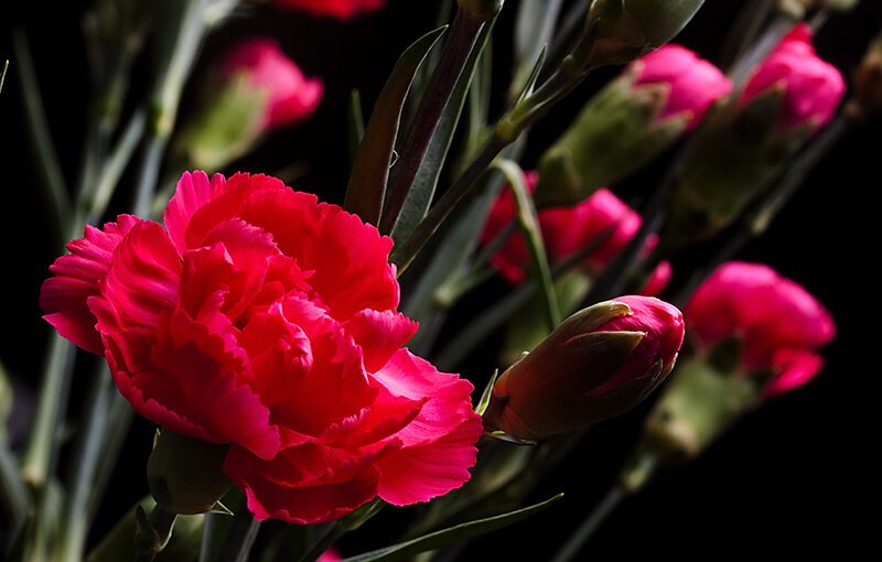 Dec 03 – Flower