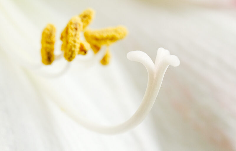 Dec 13 – Detail in white