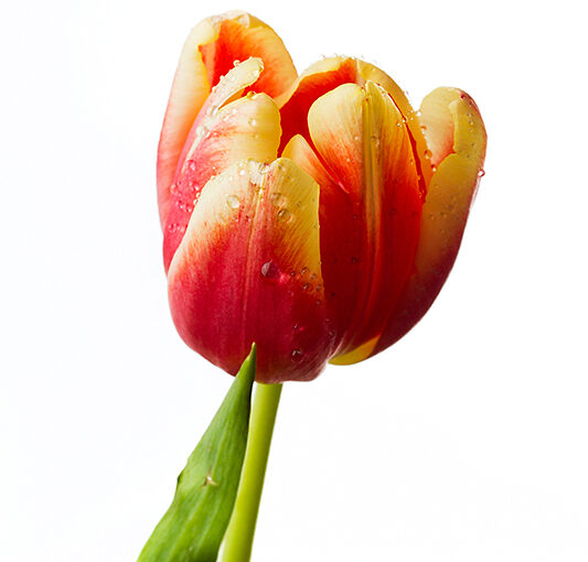Jan 31 – Another tulip