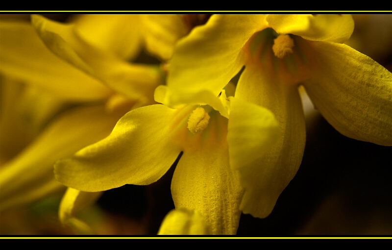 Feb 03 – Yellow