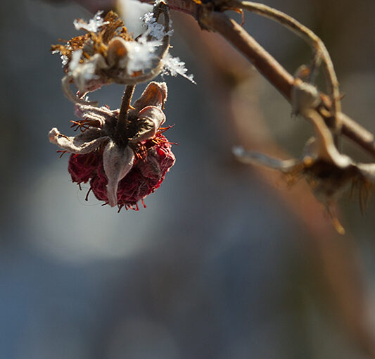 Feb 04 – The last raspberry