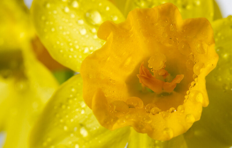 Feb 16 – Daffodil