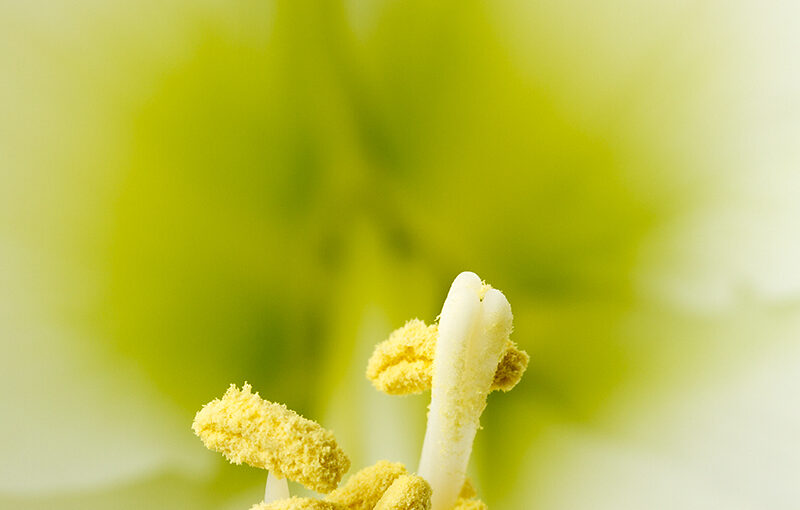 Feb 21 – Closeup