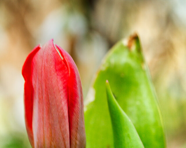 First tulip in my garden this year. Still very small, but it's a start.