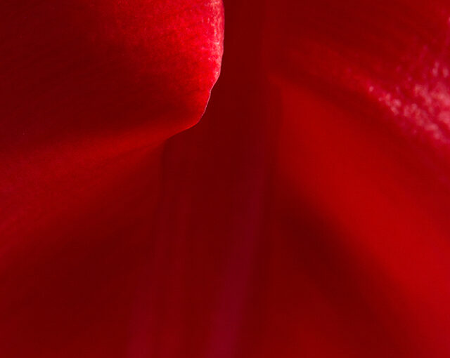 Detail of a red tulip