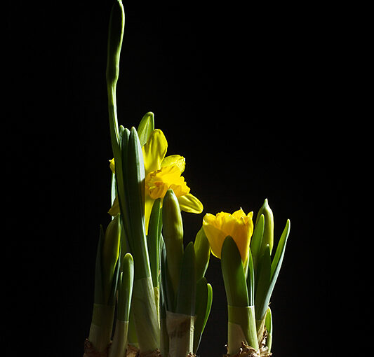 Mar 04 – Daffodils