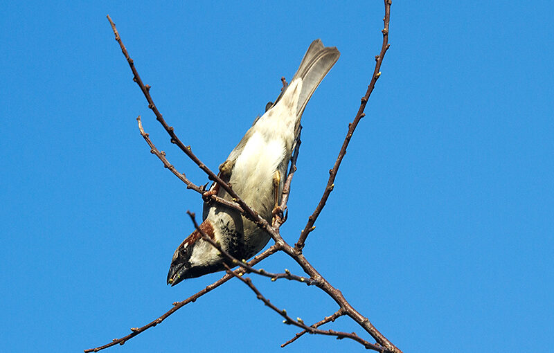 Mar 21 – Sparrow