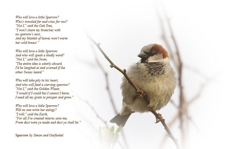 Apr 01 – Who will love a little Sparrow?