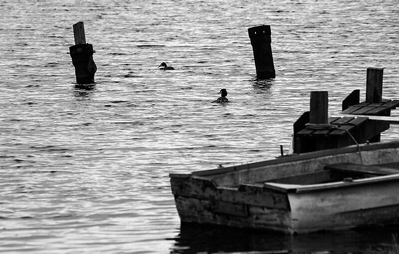 Apr 07 – Boat and birds