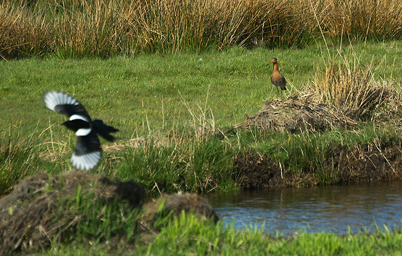 Apr 11 – Bird watching