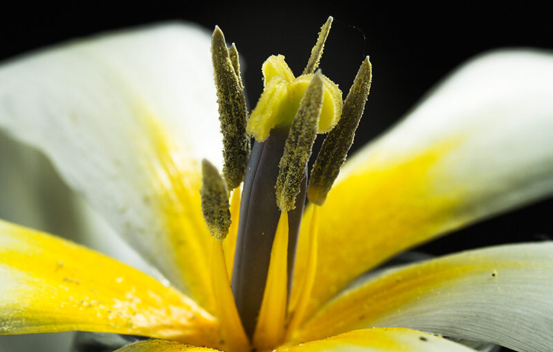 Same tulip as yesterday