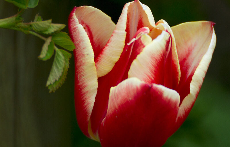 Apr 23 – Last tulip in my garden