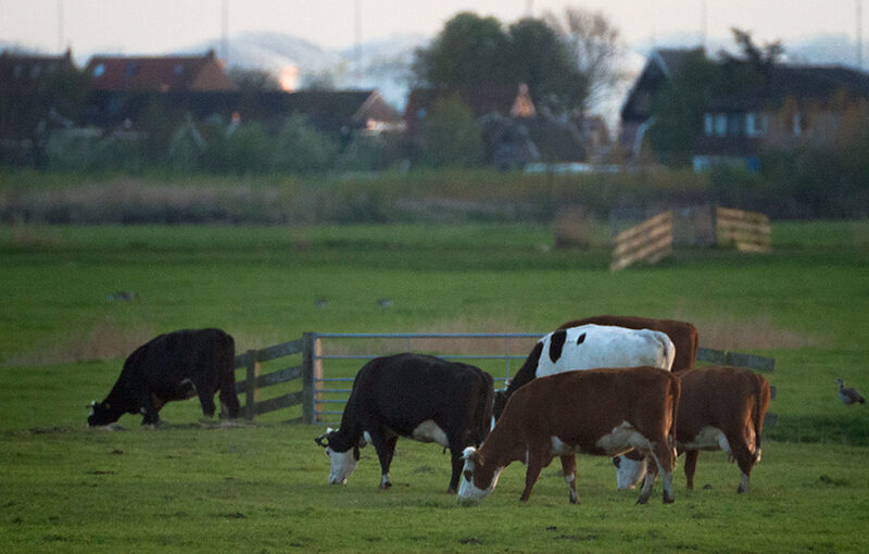 Apr 26 – Grazing
