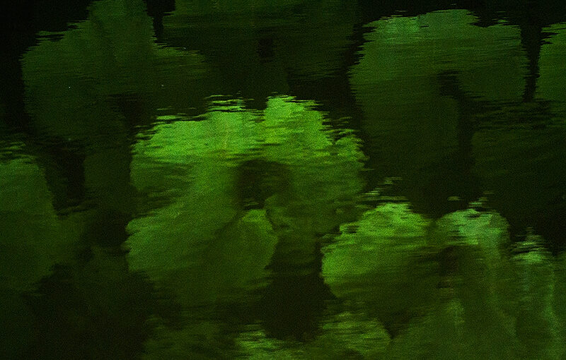 Reflection of leaves in the water