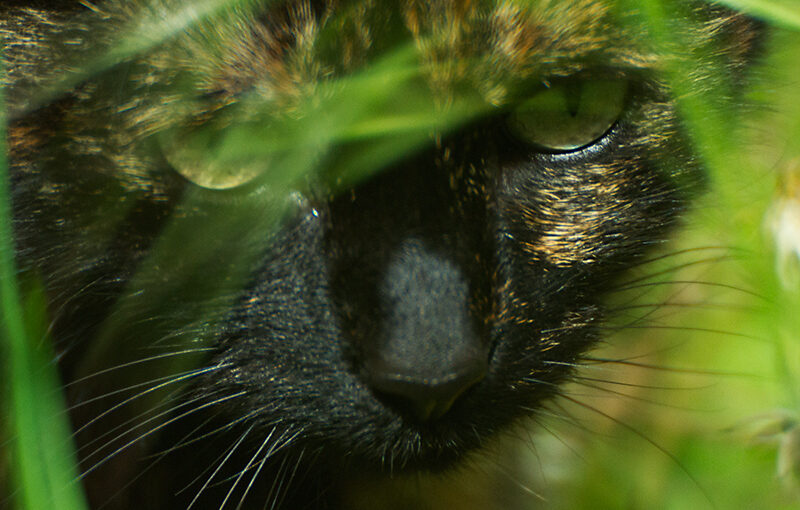 Chris, one of my cats. Even with a 500mm lens it isn't easy to get a good photo of her.