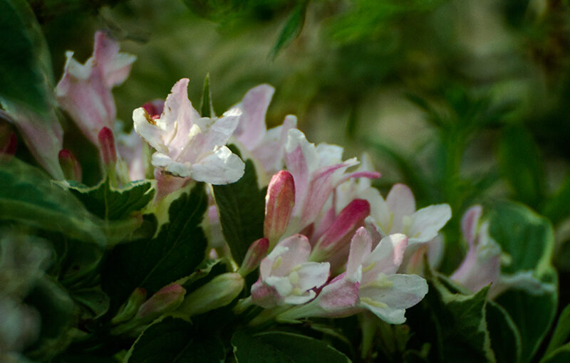 May 19 – Flowers