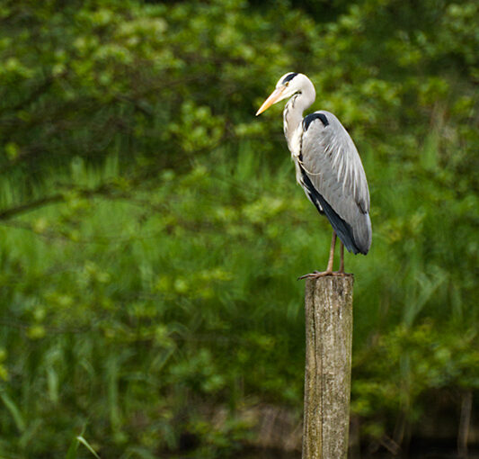 May 21 – On a pole