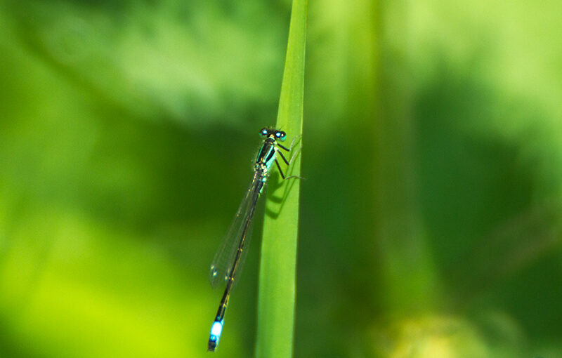 May 22 – Dragonfly